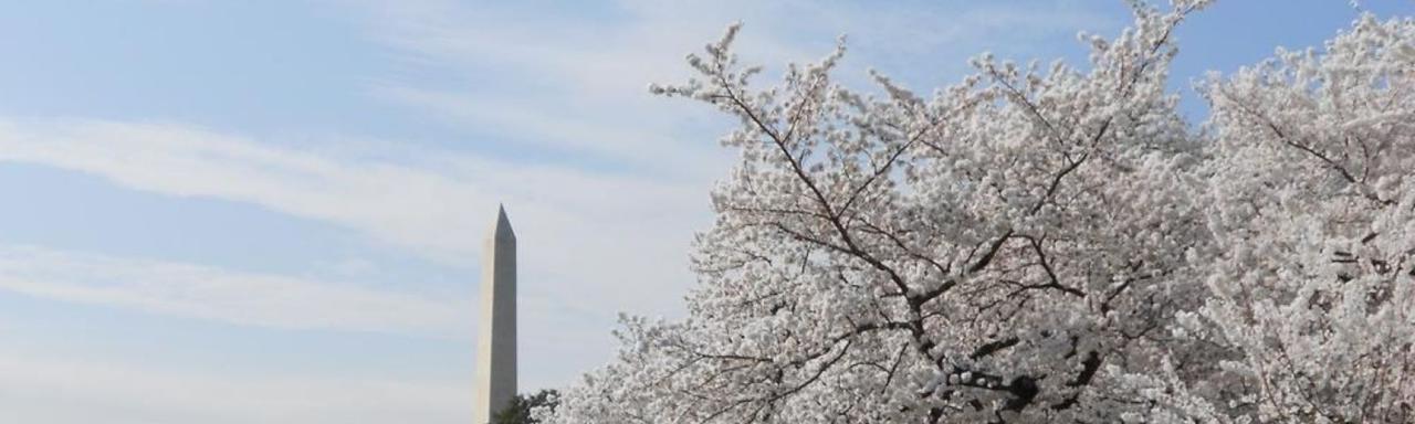 Blooming cherry tree and Washington monument